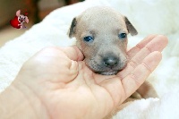 CHIOT