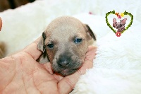 CHIOT